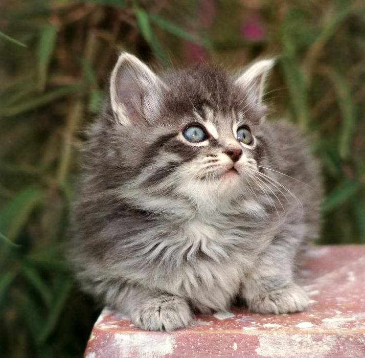 Gatti (13)